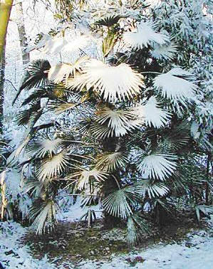 Mrazuodolnost stále zelených rostlin