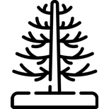 Araukárie - blahočety