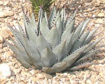 Agave neomexicana