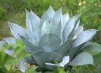 Agave ovatifolia