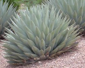 Agave parryi var. Parryi
