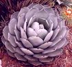 Agave parryi var. Truncata