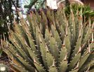 Agave utahensis