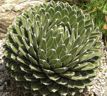 Agave victoriae-reginnae