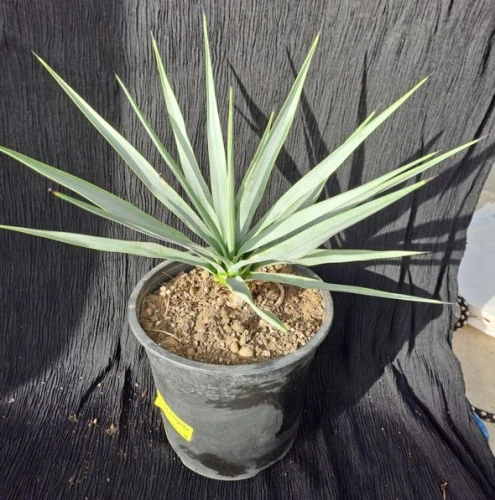 Yucca rigida 25cm