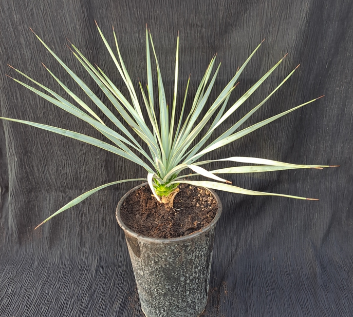 Yucca thompsoniana 25cm
