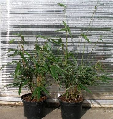 Fargesia robusta "Pingwu" 50cm