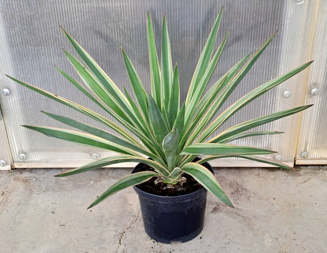 Yucca gloriosa variegata 50cm