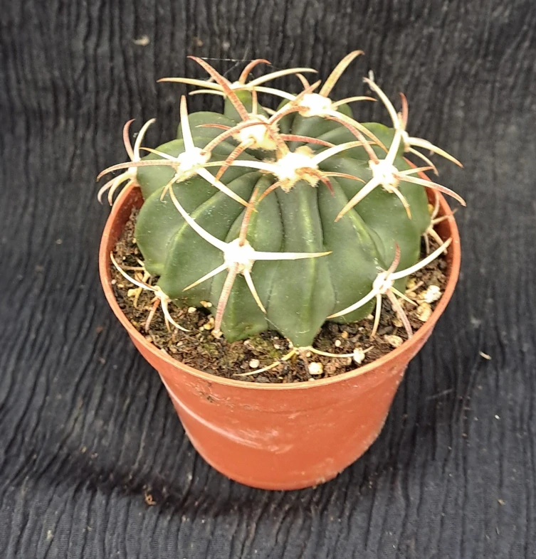 Echinocactus texensis 30cm