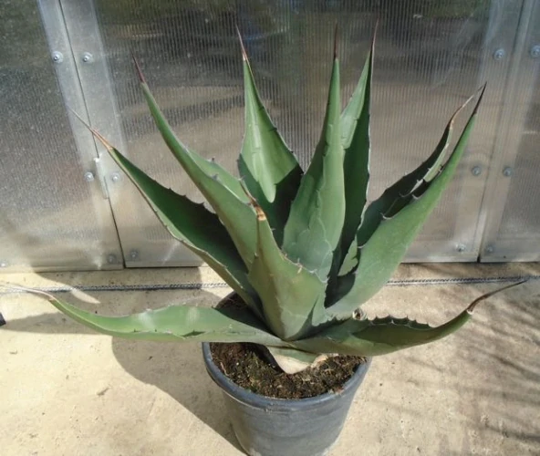 Agave montana 50cm