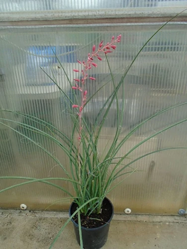 Hesperaloe parviflora 80cm