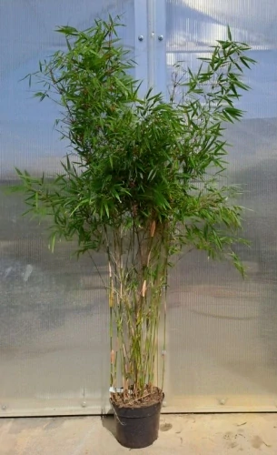 Fargesia rufa 140cm