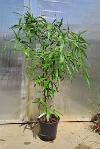 Phyllostachys vivax Aureocaulis 180