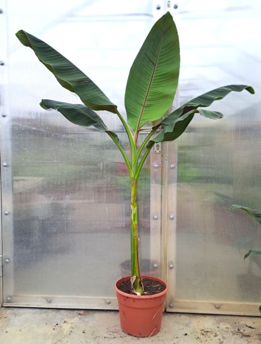 Musa sikkimensis "Red tiger" 180cm