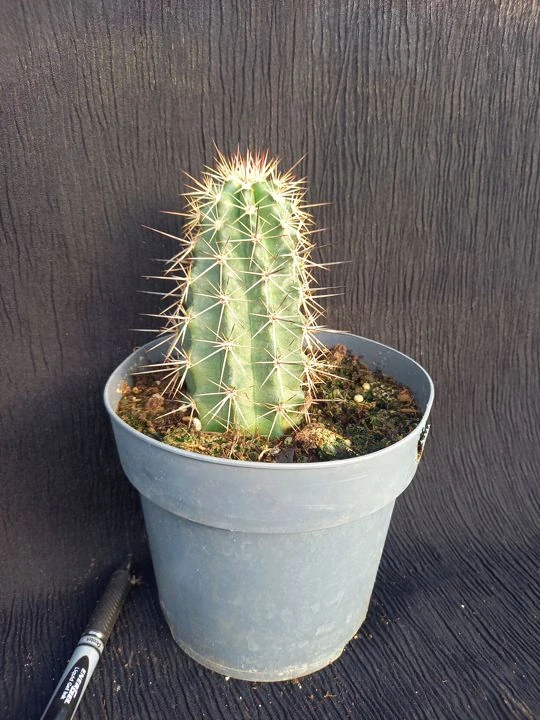 Echinocereus coccineus 20cm