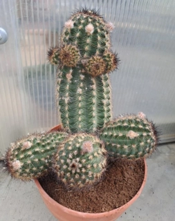 Echinocereus reichenbachii 25cm