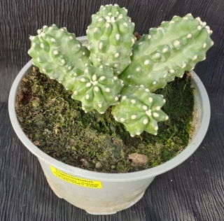 Echinocereus triglochidiatus var. mojavensis f. inermis 15cm