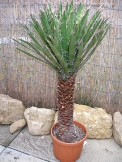 Washingtonia  filifera 160