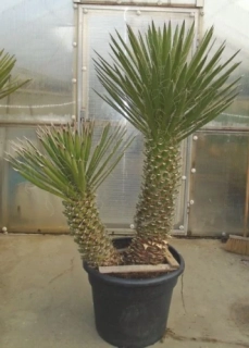 Yucca filifera 170cm