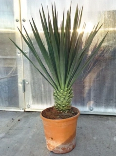 Yucca gloriosa 100cm