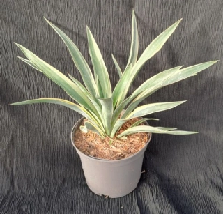 Yucca gloriosa variegata 30cm
