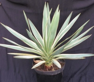 Yucca gloriosa variegata 40cm