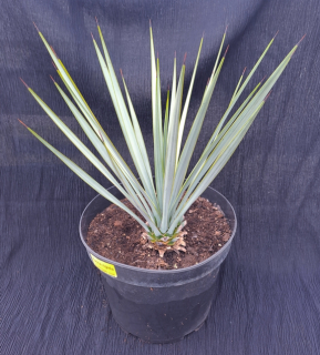 Yucca rigida 30cm
