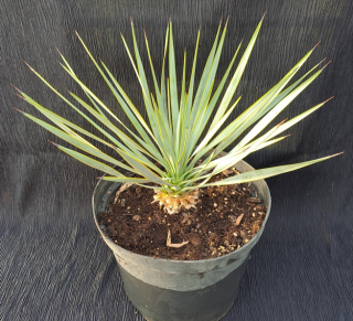 Yucca thompsoniana 30cm