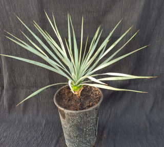 Yucca thompsoniana 25cm