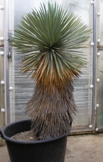 Yucca thompsoniana 120cm