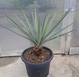 Yucca treculeana 70cm