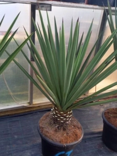 Yucca treculeana 130cm