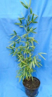 Phyllostachys parvifolia 100cm