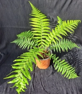 Dicksonia antarctica 50-70cm