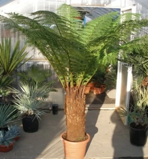 Dicksonia antarctica 160