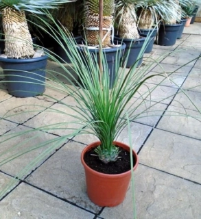 Dasylirion quadrangulatum 80cm