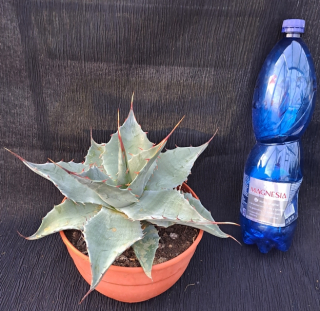 Agave havardiana 30cm