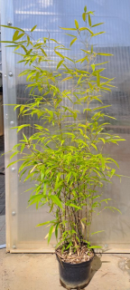 Phyllostachys nigra 110cm