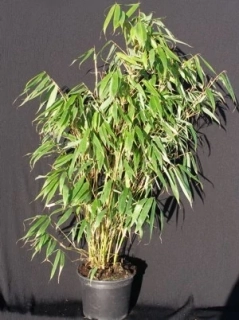 Fargesia robusta "Pingwu" 70cm