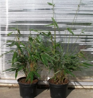 Fargesia robusta "Pingwu" 50cm