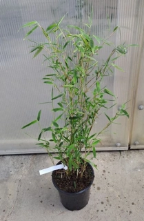 Fargesia "Obelisk" 100cm