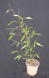 Phyllostachys atrovaginata 80cm