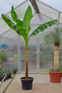 Musa basjoo 250cm