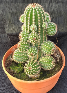 Echinocereus reichenbachii 30cm