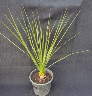 Yucca linearis 35cm