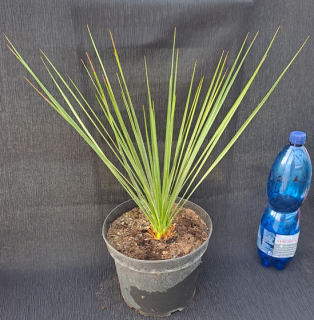 Yucca linearis 40cm