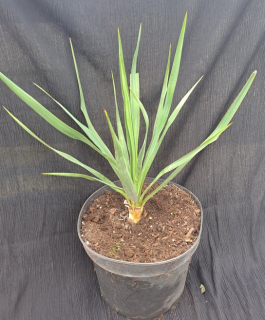 Yucca gloriosa 40cm