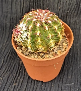Echinocereus viridiflorus 16 cm