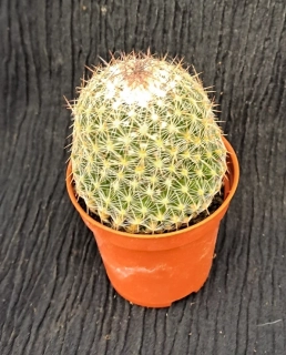 Escobaria villardii 20cm
