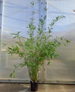 Fargesia "Obelisk" 140cm